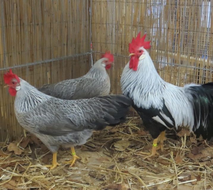 Продам | Італійська несучка / Срібло | інкубаційне яйце |