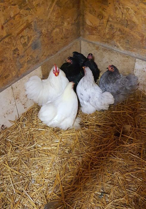 Карликові  Кохинхіни