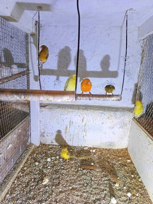 Sprzedam papugi zeberka