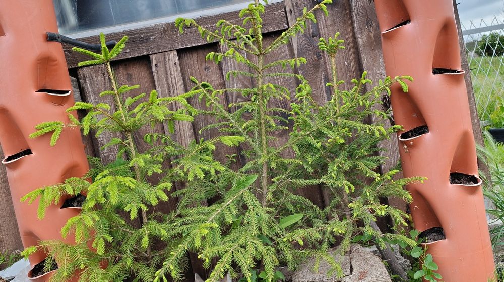 Ялинка звичайна європейська (Picea abies)