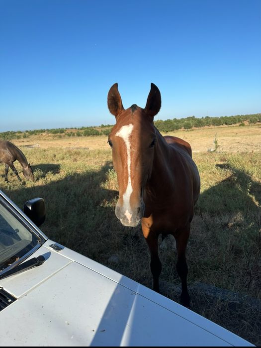 vendo poldra lusitana pura com 2 anos