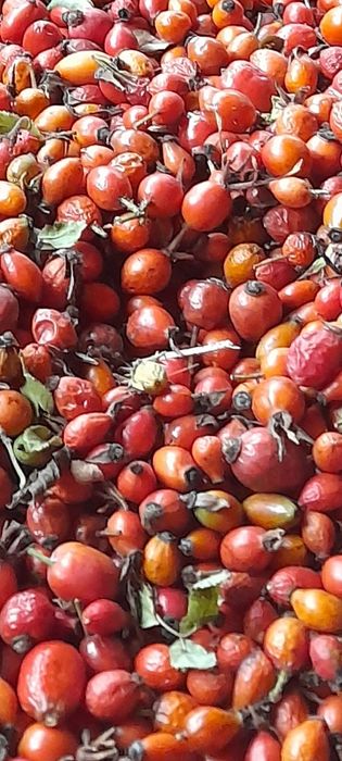 Sprzedam ekologiczną dziką róże