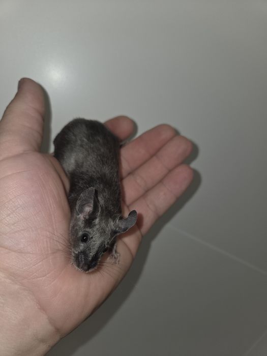 Sprzedam myszy rasowe różnych odmian