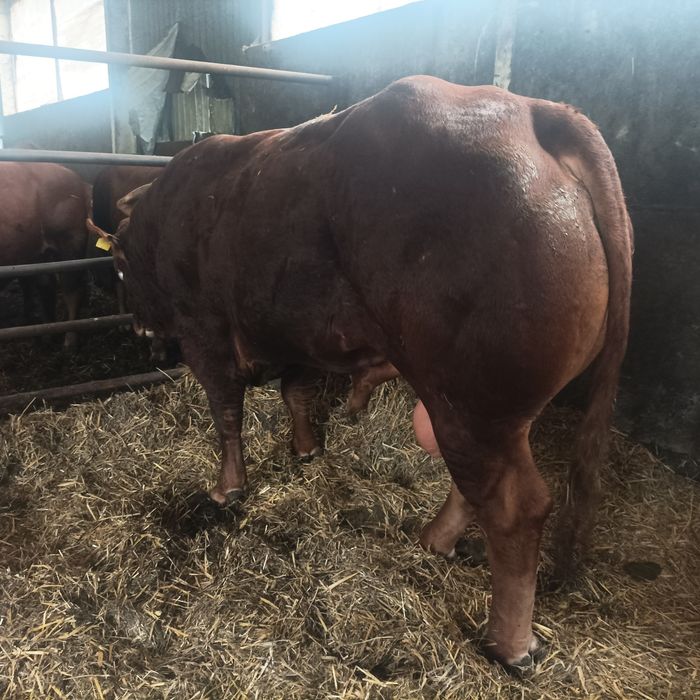 Sprzedam Hodowlane Byki Limousine