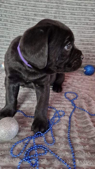 Цуценя Кане Корсо готові до переїзду!