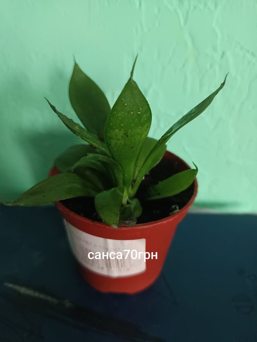 Продам кімнатні рослини