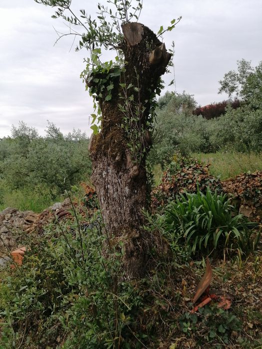 Oliveira antiga de qualidade galega