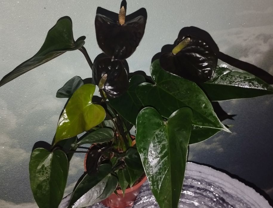 Продам дільонки антуріума