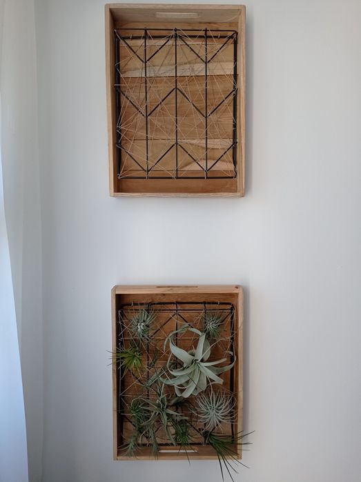 Stojak, taca, kwietnik, żywy obraz, holder, tillandsia, airplants.