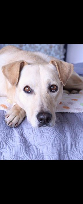 Sessões  Fotográficas  para patudos