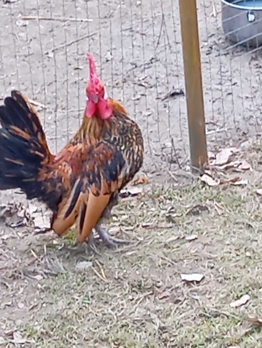 Sprzedam koguta miniaturkę