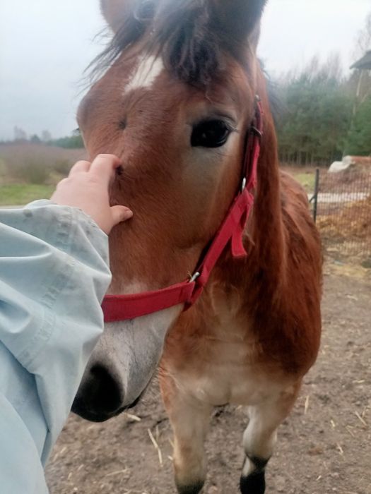 Żrebica zimnokrwista