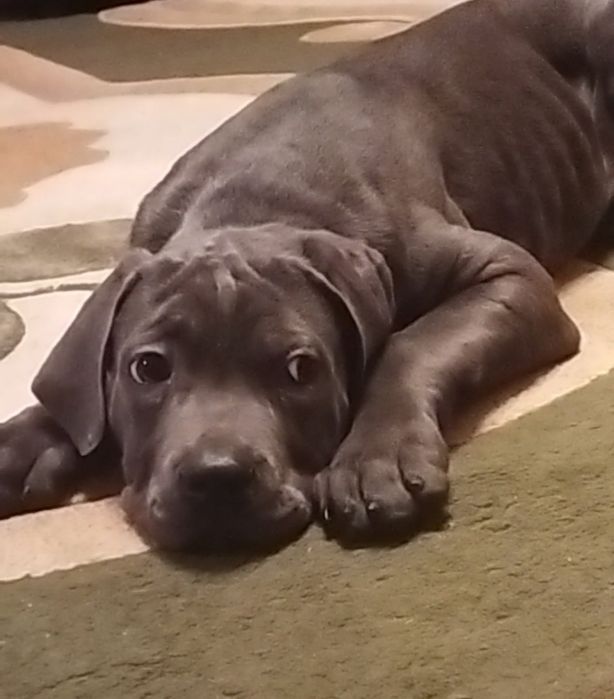 Кане-корсо щенки