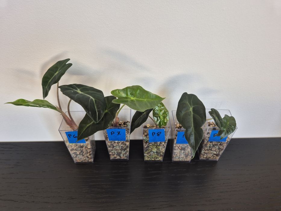 Alokazja Polly Alocasia