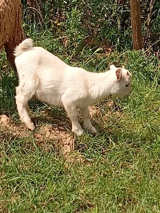 Cabra anã macho 2, 5 meses branco