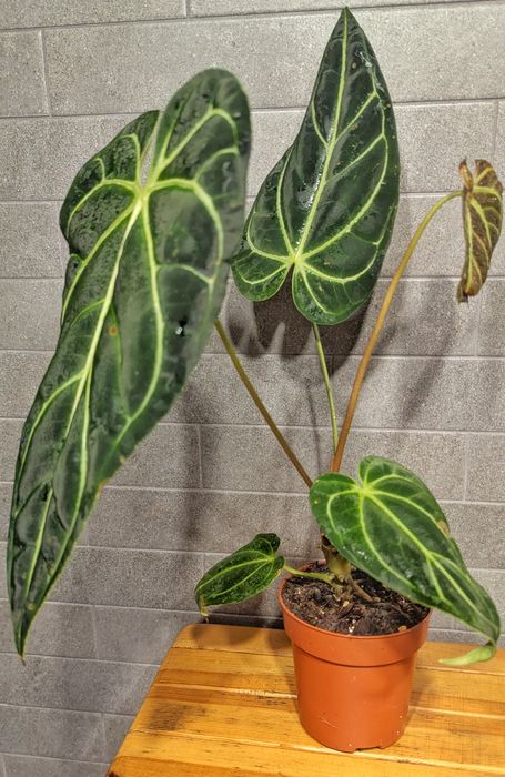 Антуріум  Регал.