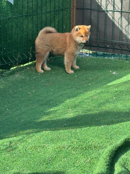 Shiba Inu Maravilhoso