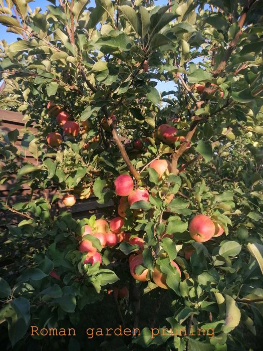 Обрезка сада / Обрізка саду / Обрезка деревьев / Обрізка фруктових