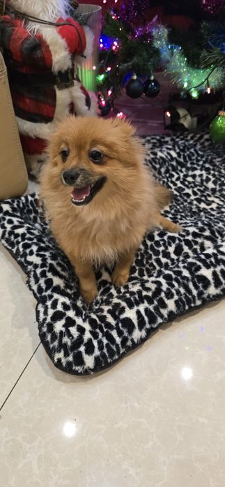 Szpic mały suczka Orange