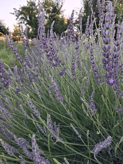 Лавандин . Ароматный