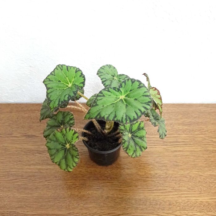 Бегония тигровая, неприхотливый цветок с декоративными листьями