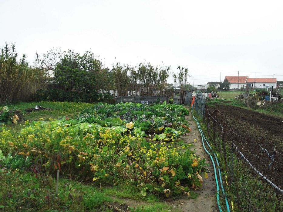 Terreno com Ruína e Projeto: Vista Serra de Sintra (Sacotes)