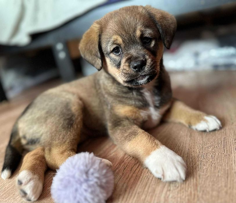 Isabell - mała suczka, szczeniak, mały pies do adopcji. Adopcja