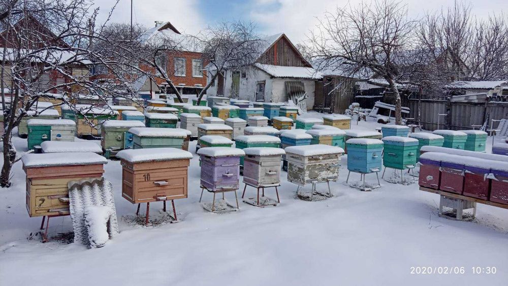 Бджоломатки Карніка!