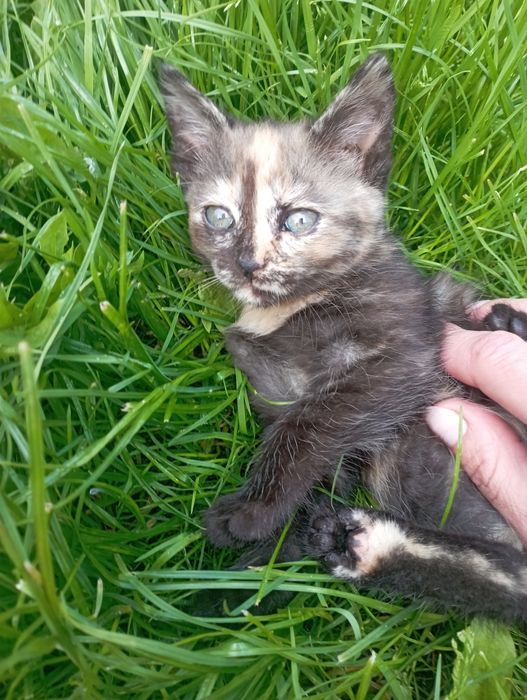Котята в добрі руки