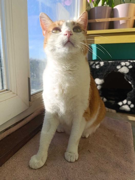 Рижуля, 4 роки, стерилізована, вакцинована, дуже ласкава