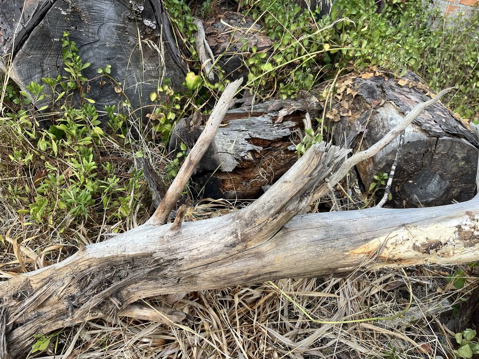 Tronco  grande para aquario ou lago