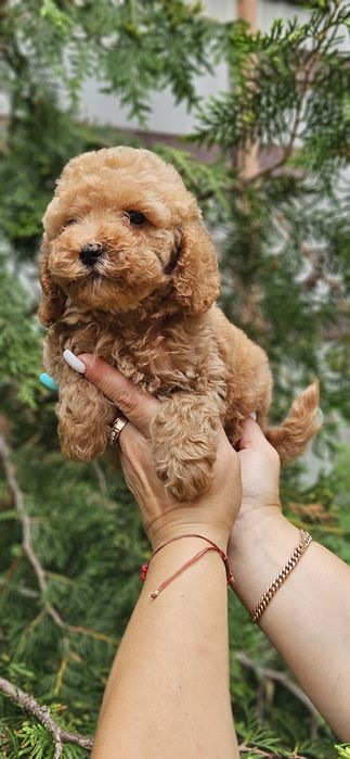 Мальчики мальтипу 2.5мес