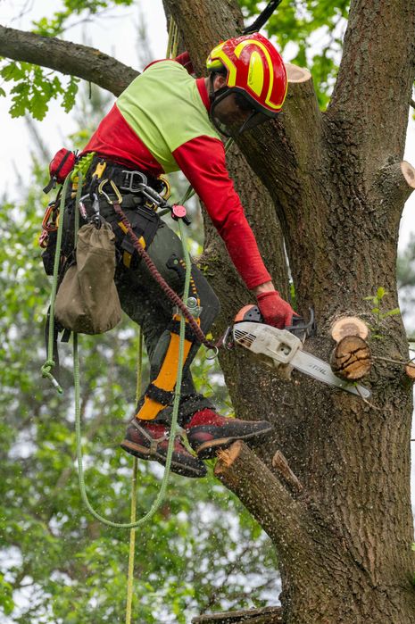 WYCINKA i pielęgnacja DRZEW ARBORYSTA rębak do gałęzi frezowanie pni