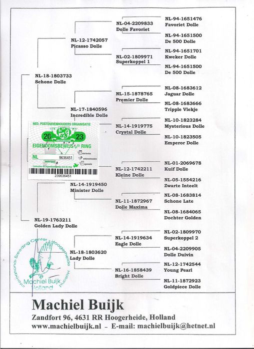 Młode Ardeny Org M. Buijk Para 131 gołębie pocztowe gołąb daleki dysta