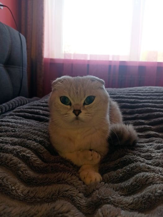 Терміново продам дорослу шиншилову кицю