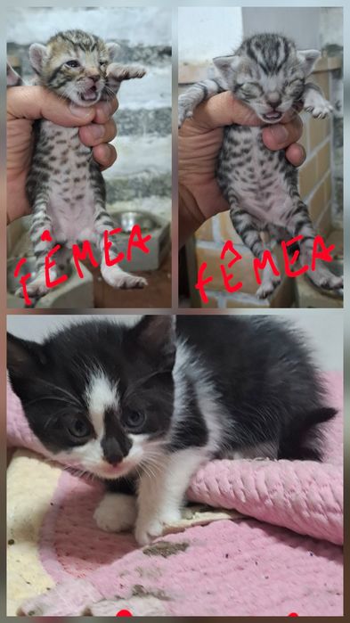 Dá-se gatinhos nascidos em Abril 2026 e 4 gatas com 1 e 2 anos.
