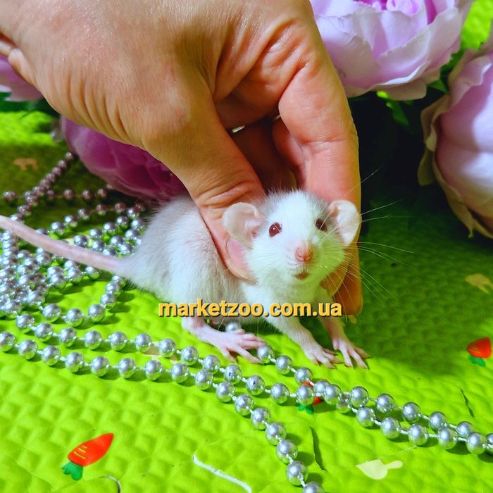 Крыска Дамбо,крыса,крысы,крыски,,щур,щури