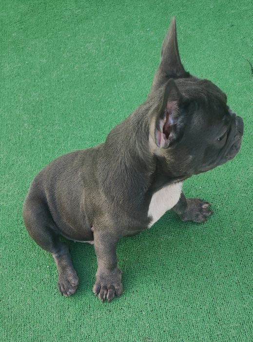 Bulldog francês macho blue