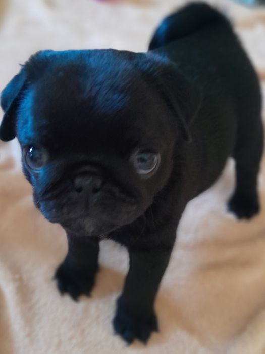 Продам цуценят мопса 
Вік — 2 місяці.
Здорові,