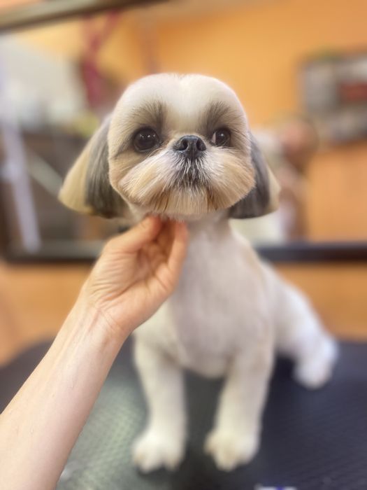 Стрижка тварин, котів , собак , експрес линька