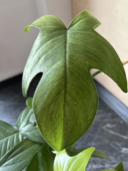 Philodendron Florida Ghost Variegata