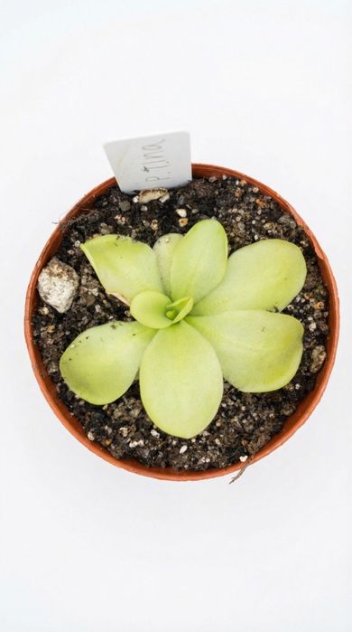 Pinguicula Tina, Жирянка Тіна