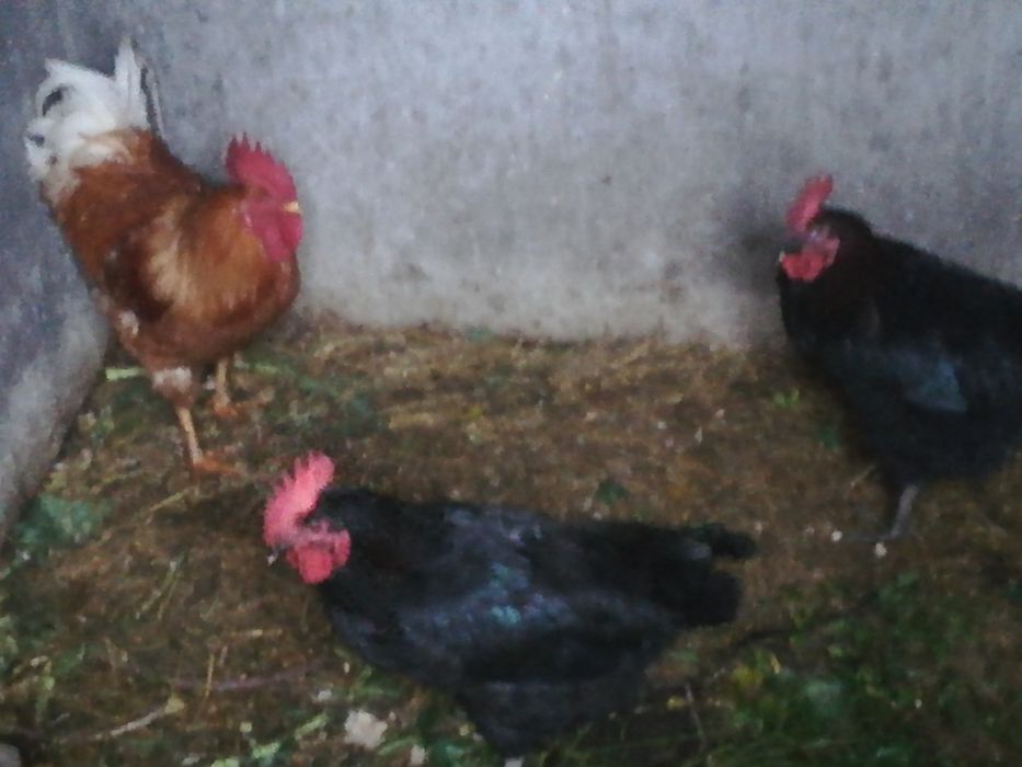 Tenho para venda 3 frangos caseiros bom preco