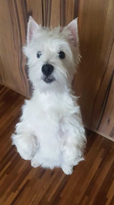 suczka West Highland White Terrier z metryką ZKWP po  Championie