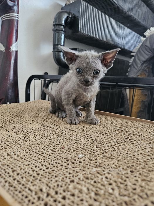 Umber dziewczynka niebieska  Devon Rex WCF