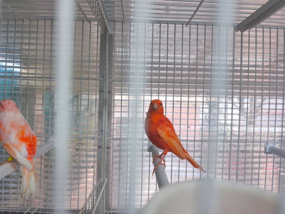 Canario Vermelho Macho de 2026