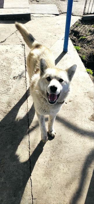 Віддам собаку в добрі руки