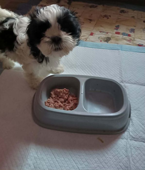 Suczka Rasy Shih Tzu