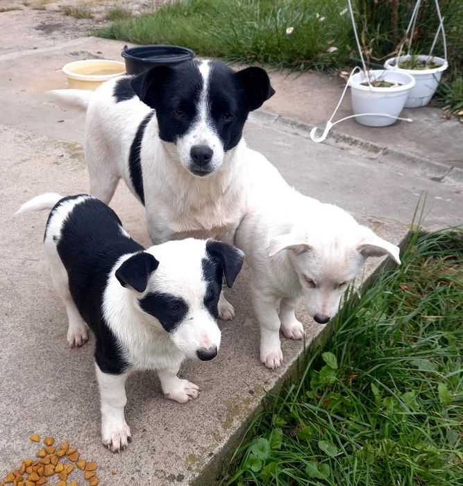 Віддам у добрі руки