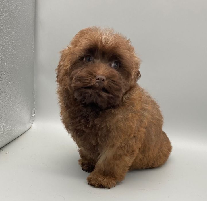 Супер- няшка дівчинка- цуценя Мальтипу шоколад колор-пойнт